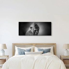 Kép - Majom (120x50 cm)