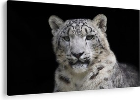 Kép - Snow Leopard (90x60 cm)