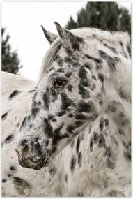 Poszterek 80x120 Almás ló