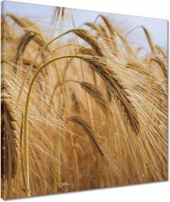 Vászonkép 50x50 Kalászok gabonával Gabonafélék
