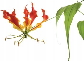 Fotótapéta flizelina Gloriózis virágos tűz 368x254 luxus virág +ragasztó