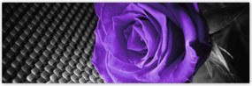 Poszterek 200x66 Lila rózsa