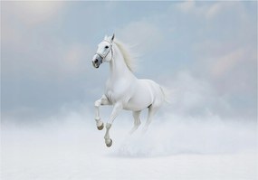 Fotótapéta Ló Fehér Felhők Állatok A Falon Hálószoba Nappali 150x105