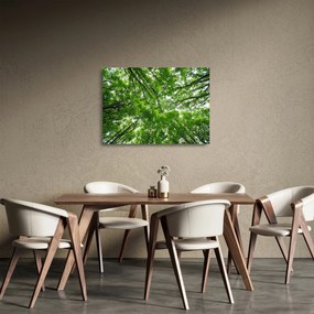 Kép - Kilátás a fák tetejére (üvegen) (70x50 cm)