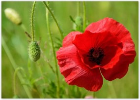 Poszterek A4 Szint piros mezei pipacs