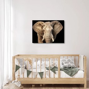 Üveg kép - Afrikai elefánt (70x50 cm)