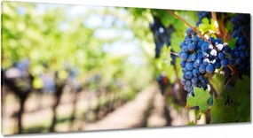 Vászonkép 115x55 Szőlőbirtok napsütésben