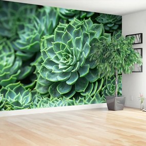 Fotótapéta kaktusz zöld 104x70 cm