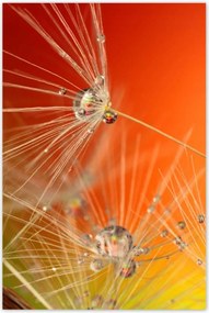 Poszterek 80x120 Pitypang Virág Virágok