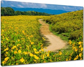 Vászonkép 100x70 Vidéki tejút