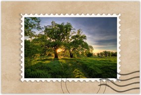 Poszterek 90x60 Rogalin tölgyek