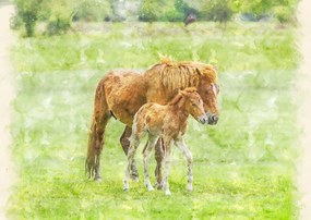 Poszter 59,4x42cm Ló és csikó 2, Assaf Frank