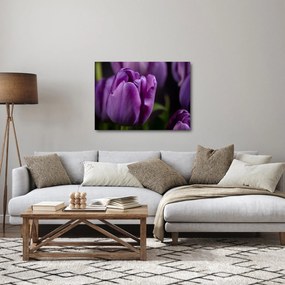 Tulipán vírág képe (70x50 cm)