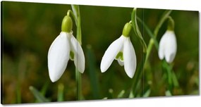 Vászonkép 120x60 Hóvirágok Virágok