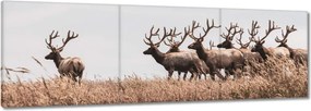 Vászonkép 90x30 Szarvascsorda Szarvak