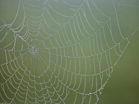 Poszter 40x30cm Pókháló, Assaf Frank