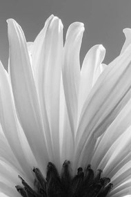 Művészeti fotózás white chrysanthemum bw, uuoott, (26.7 x 40 cm)