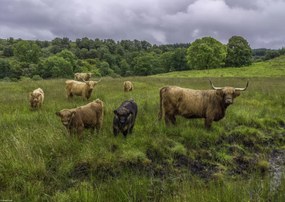 Poszter 42x29,7cm Highland fajtájú tehenek, Assaf Frank
