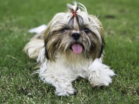 Poszter 40x30cm Bájos kis kutyus a fűben, Assaf Frank