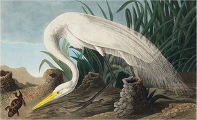 Fali fotótapéta Étkezőbe Fenséges kócsag 416x254