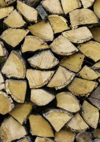 Poszter 21x29,7cm Fa rönkök, Assaf Frank