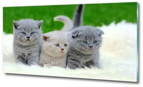 Üvegkép Három macskát egy takaró osh-112670236