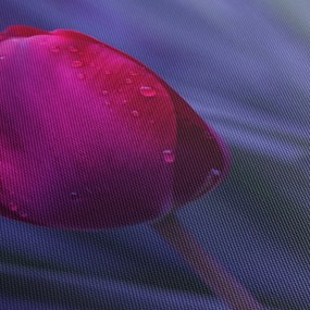 Tulipán bimbó képe (70x50 cm)
