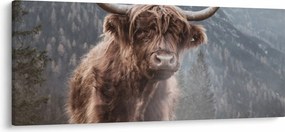 Kép - Highlander tehén (120x50 cm)