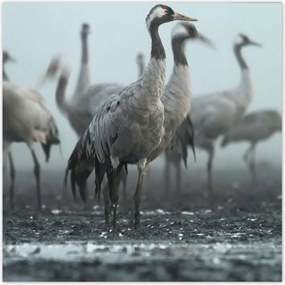 Poszterek 140x140 Darvak a ködben