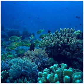 Poszterek 100x100 Laguna Korallok Óceán