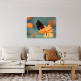 Kép - pillangó narancssárga virágon (üvegen) (70x50 cm)