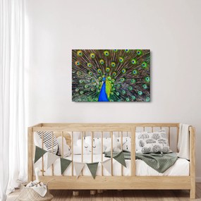 Kép - Páva (90x60 cm)