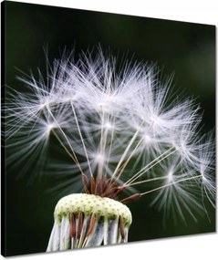 Vászonkép 50x50 Pitypang Virág Virágok