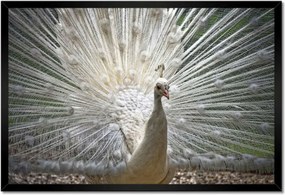 Poszterek keretben 60x40 Madarak