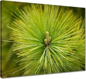 Vászonkép 50x40 Ág