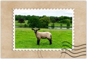 Poszterek 60x40 Juh legeltetés Bárányok