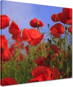 Vászonkép 40x40 Pipacsok az égbolt hátterében