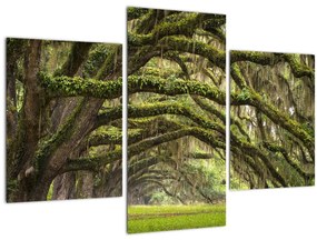 Kép - Oaks Avenue, Charleston, Dél-Karolina, Egyesült Államok (90x60 cm)