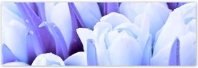 Poszterek 200x66 Kék tulipánok