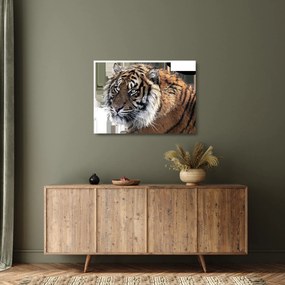 Tigris képe (üvegen) (70x50 cm)