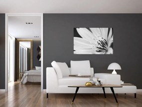 Kép - Fekete-fehér virág (90x60 cm)