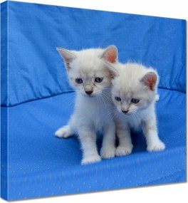 Vászonkép 40x40 Aranyos cicák Cicák