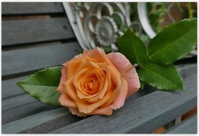 Poszterek 200x135 Rózsa Virág Virágok Rózsa