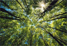 Fotótapéta Fák Koronája 3D Erdő Nappaliba 312x219