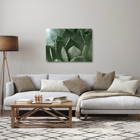 Üveg kép - Zöld agávé (70x50 cm)