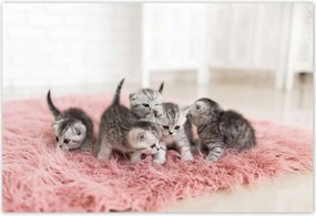 Poszterek 155x105 Cica Cicák