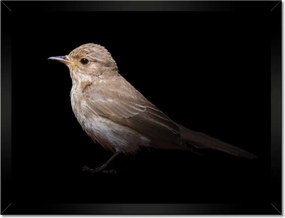 Poszterek keretben 40x30 Kis veréb madár