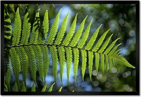 Poszter keretben 60x40 Páfrány páfrány levél