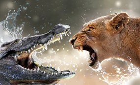 Krokodil vs. oroszlán poszter, fotótapéta, Vlies (104 x 70,5 cm)