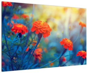 Kép - Narancssárga virágok (90x60 cm)